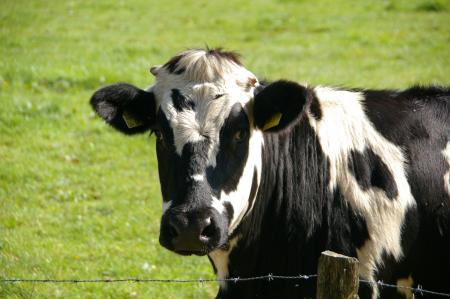 Black and White Cow in Green Grass Field