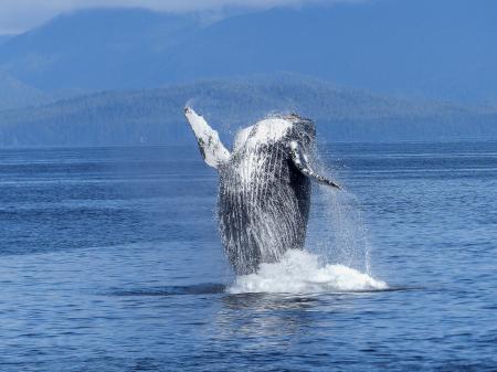 Black and White Dolphin on Body of Water during Daytime