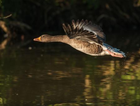 Black and White Feathered Duck Flying Above Body of Water