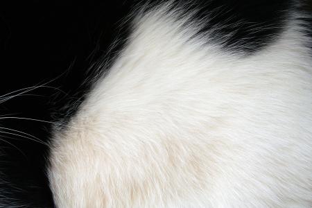 Black and white fur