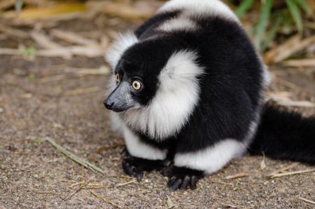 Black and White Lemur on Top of Brown Surface