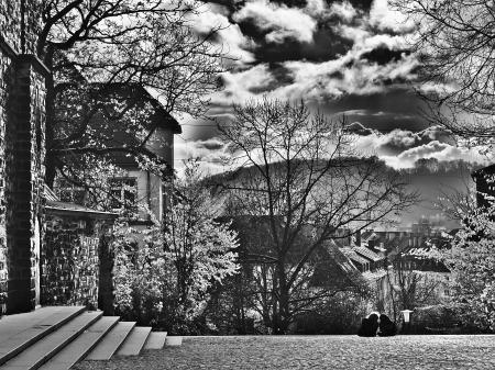 Black and White Photo of Trees