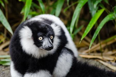 Black and White Ruffed Lemur