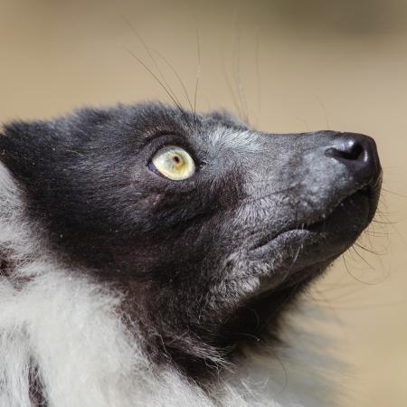 Black and white ruffed Lemur