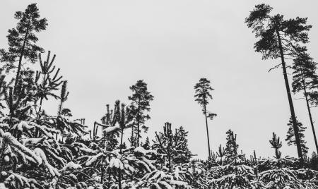 Black and White Trees Photography