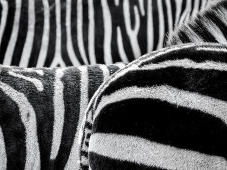 Black and White Zebra Patternt
