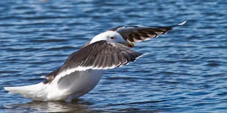 Black-back Gull