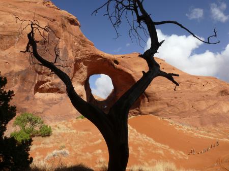 Black Bare Tree on the Brown Dessert Under Blue and White Sky