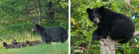 Black Bear