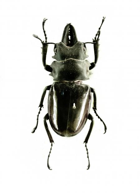 Black beetle isolated on white