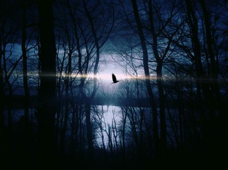 Black Bird Flying over Body of Water