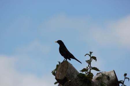Black Bird on a Tree Top