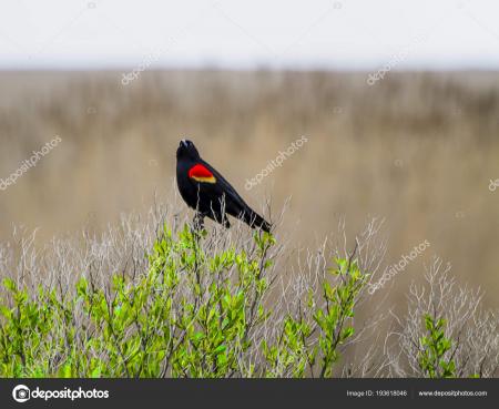 Black Bird Resting