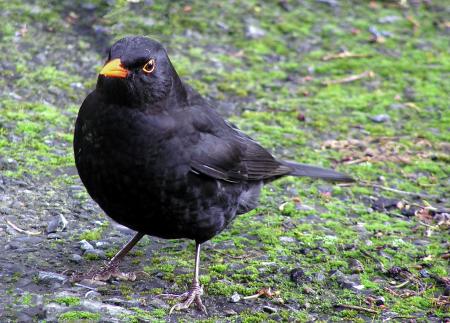 Black bird Walking