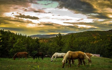 Black Brown and White Horses on Green Grass