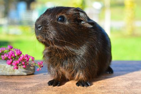 Black Brown Guinea Pig