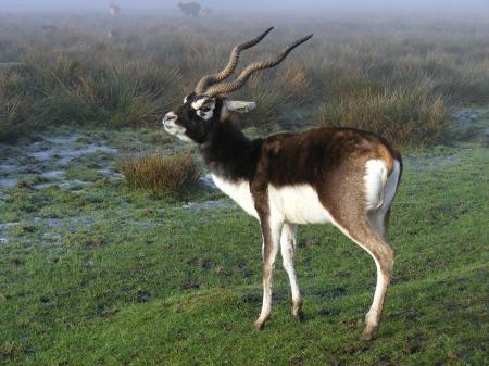 Black Buck