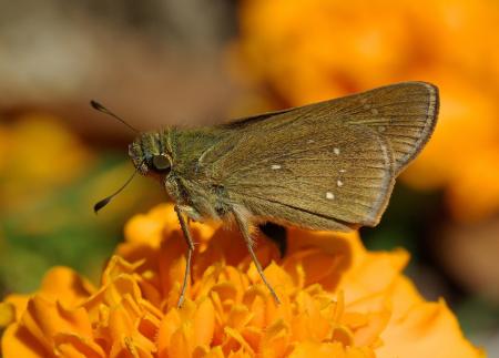 Black Butterfly on Top Orange Multi Petaled Flower Close Up Photography