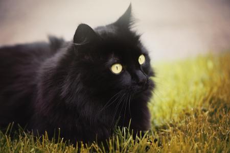 Black Cat