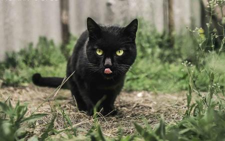 Black cat
