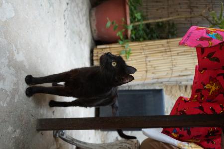 Black cat in Fes