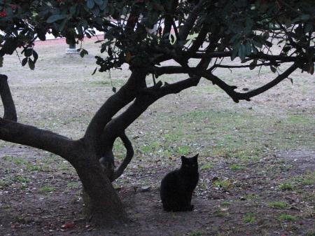 Black cat under a tree