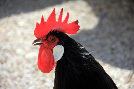 Black Chicken