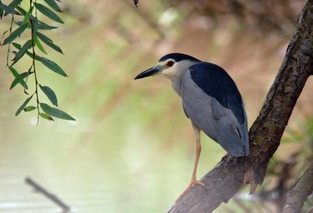 Black Crowned Bird