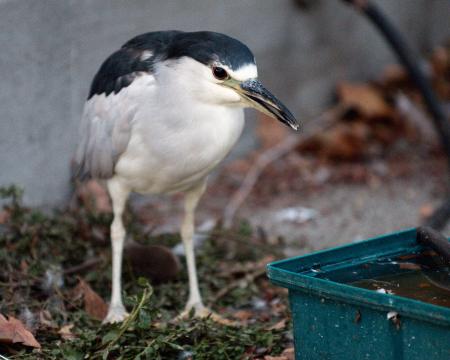 Black-crowned Night Heron