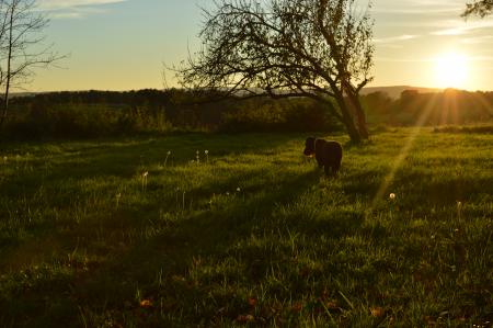 Black Dog in Green Grass at Sunset