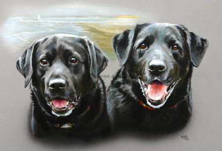 Black Dog Portrait