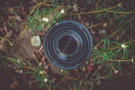 Black Dslr Camera Lens in Green Leaf Plant