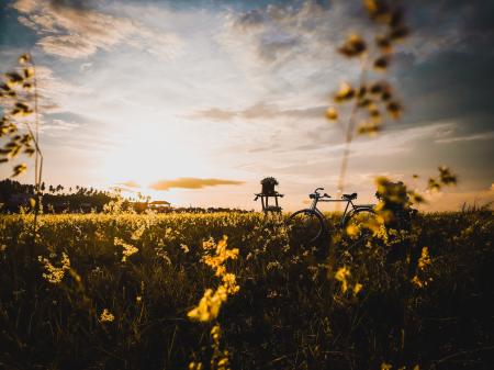 Black Dutch Bicycle Surrounded by Green Grass Field