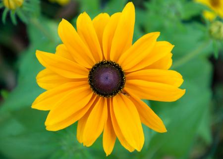 Black-eyed susan flower