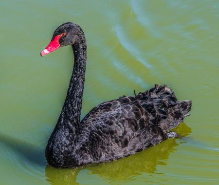 Black Featheres Red Beak Bird Swim on the Surface of Water