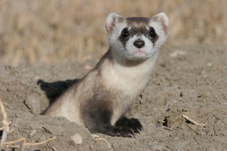 Black Footed Ferrets