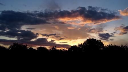 Black Forest Under Cloudy Sky during Sunset