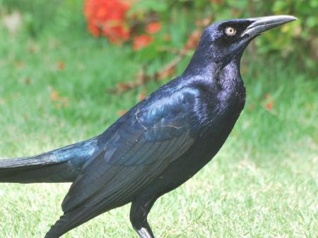 Black Grackle