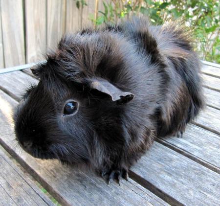 Black Guinea Pig