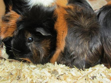 Brown Guinea