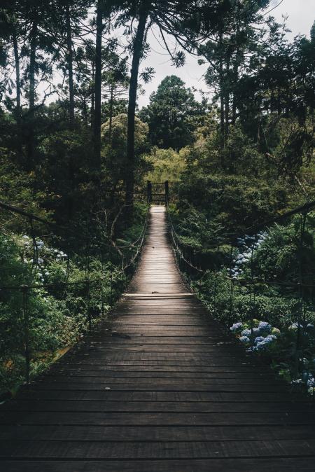 Black Hanging Bridge Surrounded by Green Forest Trees