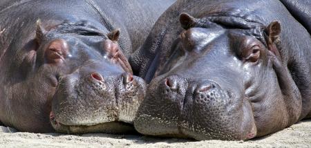 Black Hippopotamus Laying on Ground during Daytime