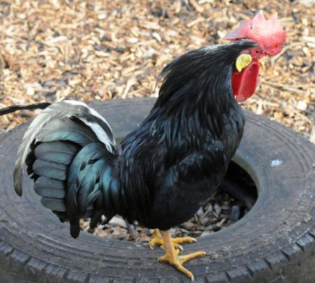 Black Leghorn Cock