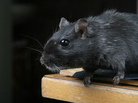 Degu Macro