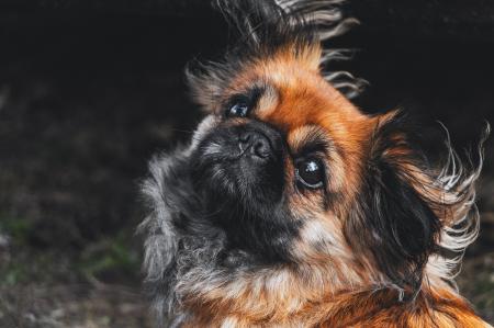 Black n Brown Pup