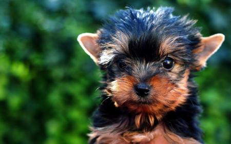 Black n Brown Pup