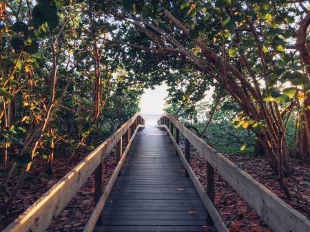 Black Pathway Between Green Trees Towards Body of Water during Daytime