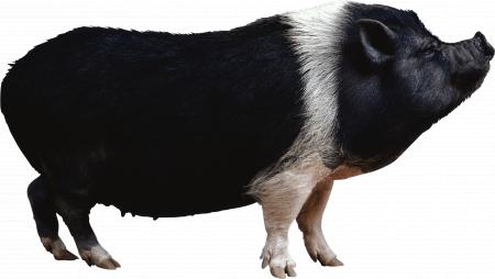 Black pig
