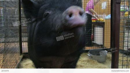 Black pig