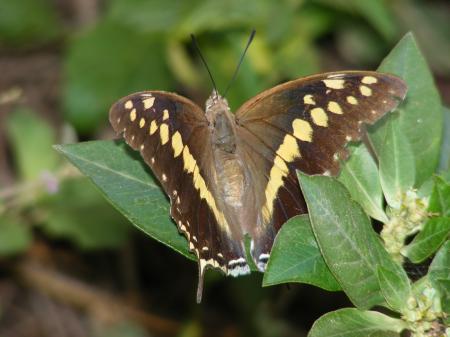 Black Rajah _Charaxes solon